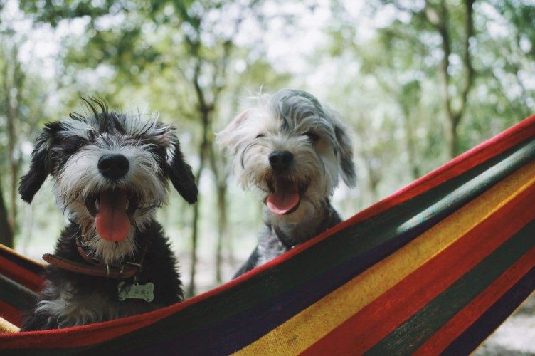 5 Tips for Caravanning with Dogs